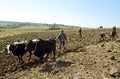 Farmers are plowing the field with plow and oxen