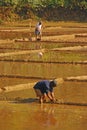 Farmers plowing their Paddy Fields