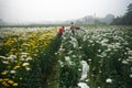 Farmers plucking Chrysanthemums, Chandramalika, Chandramallika, mums , chrysanths, genus Chrysanthemum, family Asteraceae. Valley