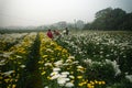 Farmers plucking Chrysanthemums, Chandramalika, Chandramallika, mums , chrysanths, genus Chrysanthemum, family Asteraceae. Valley