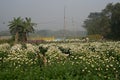 Farmers plucking Chrysanthemums, Chandramalika, Chandramallika, mums flowers