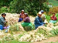 Farmers preparing onions to sell in Guatemala