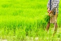 Farmers preparing rice seedlings