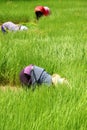 Farmers are preparing young sticky rice bunch