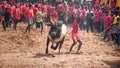 The farmers pride  of participating their bull in Jallikattu Royalty Free Stock Photo