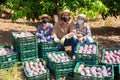 Farmers in protective masks posing with harvest of mango Royalty Free Stock Photo