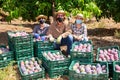 Farmers in protective masks posing with harvest of mango Royalty Free Stock Photo