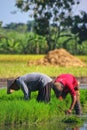 Farmers pull rice seeds for replanting