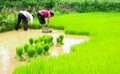 Farmers and rice