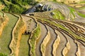 Farmers on Rice field in Vietnam