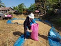 Farmers scoop rice into sacks to take to the rice mill. Royalty Free Stock Photo