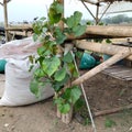Farmers' Semi-Permanent Structures: Creativity and Greenery with Waru Tree Trunks