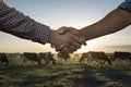 Farmers shake hands on pasture where cows graze Agro business