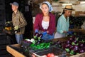 Farmers sort the recently harvested crop in the warehouse, putting it in crates Royalty Free Stock Photo