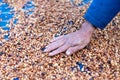 Farmers sort rotten and fresh coffee beans before drying. traditional coffee-making process. The Coffee production, natural sun