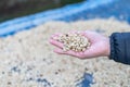 Farmers sort rotten and fresh coffee beans before drying. traditional coffee-making process. The Coffee production, natural sun