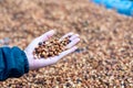 Farmers sort rotten and fresh coffee beans before drying. traditional coffee-making process. The Coffee production, natural sun