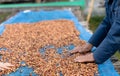 Farmers sort rotten and fresh coffee beans before drying. traditional coffee-making process. The Coffee production, natural sun