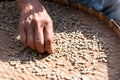 Farmers sort rotten and fresh coffee beans before drying. traditional coffee-making process. The Coffee production, natural sun