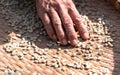 Farmers sort rotten and fresh coffee beans before drying. traditional coffee-making process. The Coffee production, natural sun