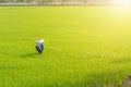 Farmers are sowing fertilizer in rice