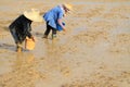 Farmers sowing rice seed Royalty Free Stock Photo