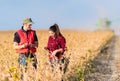 Farmers in soybean fields before harvest Royalty Free Stock Photo