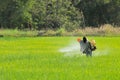 2 farmers spraying insecticide in the rice field.