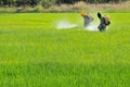 2 farmers spraying insecticide in the rice field.