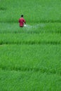 Farmers spraying insects in his field