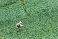 Farmers spraying Royalty Free Stock Photo