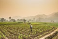 Farmers spraying pesticides in corn farm with beautiful scenery Royalty Free Stock Photo