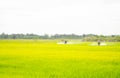 Farmers spraying pesticides in fields. Rice is blooming