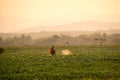 Farmers are spraying pesticides in potato fields Royalty Free Stock Photo