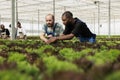 Farmers stamping out leafy greens pests