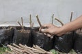 Farmers stem cutting in black plastic bags.