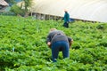 Farmers in strawberry field at Aden farm, Mon Jam, Chiang Mai - northern Thailand Royalty Free Stock Photo