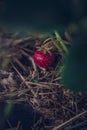 Farmers strawberry harvest. Organic fruit produce, non gmo. Very sweet red strawberry