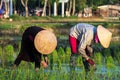 Farmers on Terraced rice fields in Vietnam