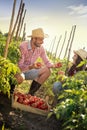 Farmers in tomatoes fields Royalty Free Stock Photo