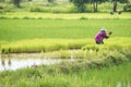 Farmers transplant rice in a field in Thailand