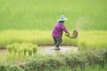 Farmers transplant rice in a field in Thailand
