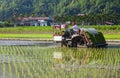 Farmers use transplant rice crop seedlings machine in the paddy field.