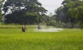 Farmers are using pesticide in rice fields.