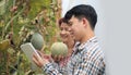 Farmers using tablet computer check the damaging diseases in melons leaves infected by downy mildew Royalty Free Stock Photo