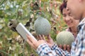 Farmers using tablet computer check the damaging diseases in melons leaves infected by downy mildew