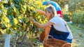 Farmers vinedressers harvesting grape crop at small family organic vineyard Royalty Free Stock Photo