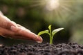 Farmers are watering small plants by hand. Royalty Free Stock Photo