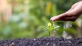 Farmers are watering small plants by hand. Royalty Free Stock Photo