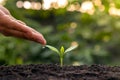 Farmers are watering small plants by hand Royalty Free Stock Photo